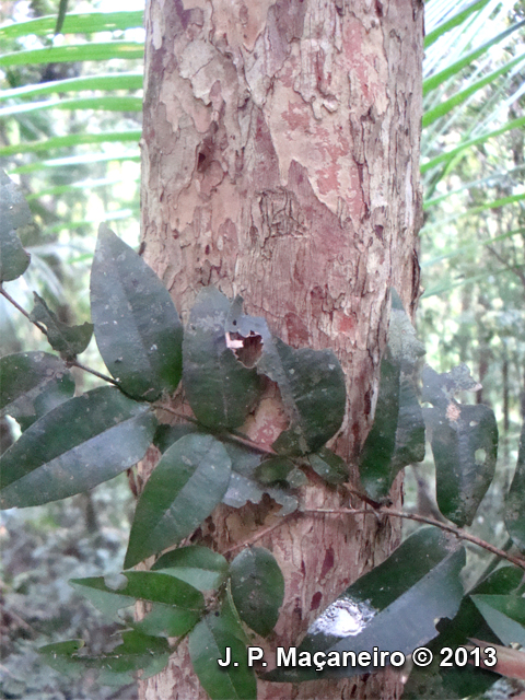 Myrciaria plinioides