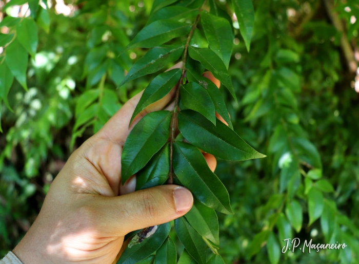 Myrciaria plinioides