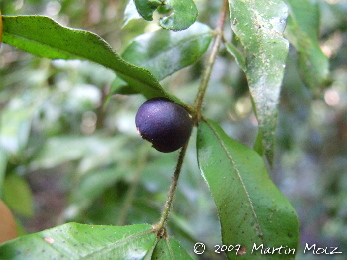 Myrciaria plinioides