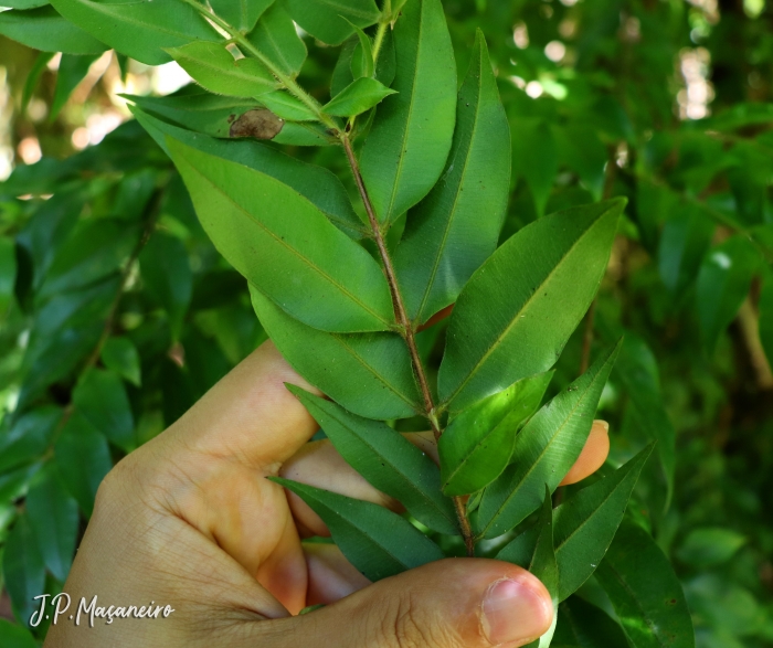 Myrciaria plinioides