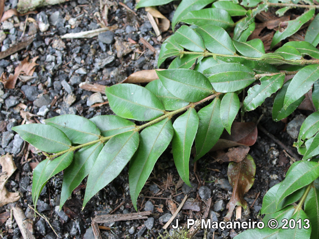 Myrciaria plinioides