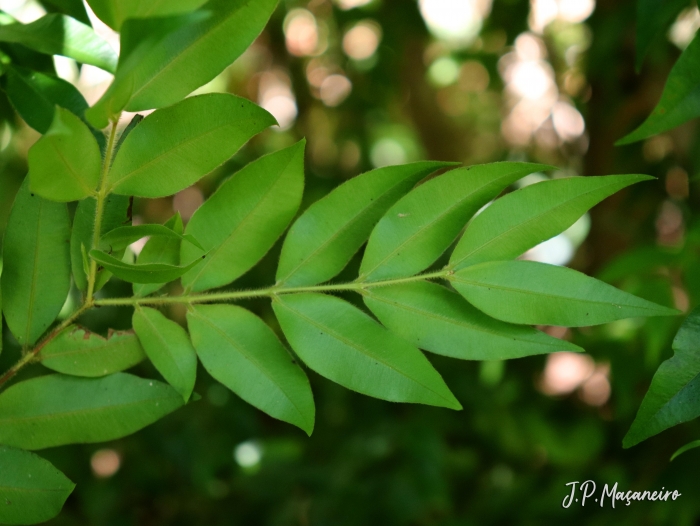 Myrciaria plinioides