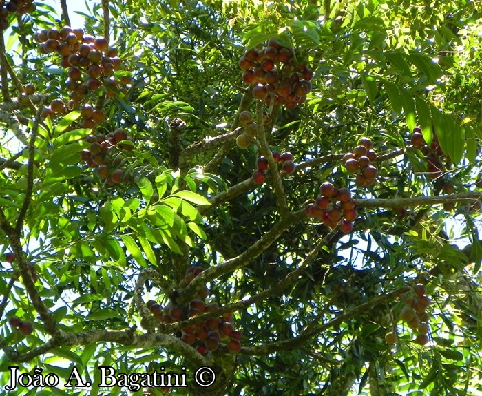 Cabralea canjerana