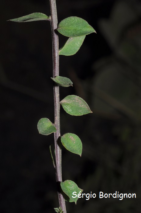 Polygala campestris