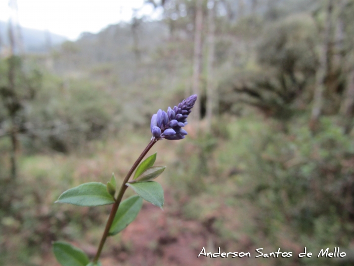 Polygala campestris