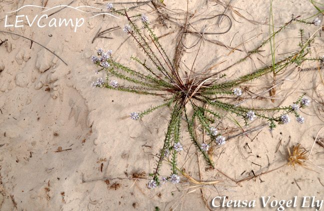 Polygala cyparissias