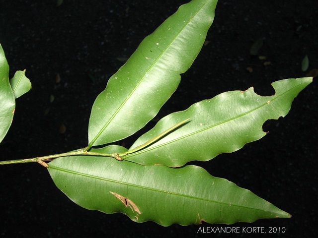 Ouratea parviflora