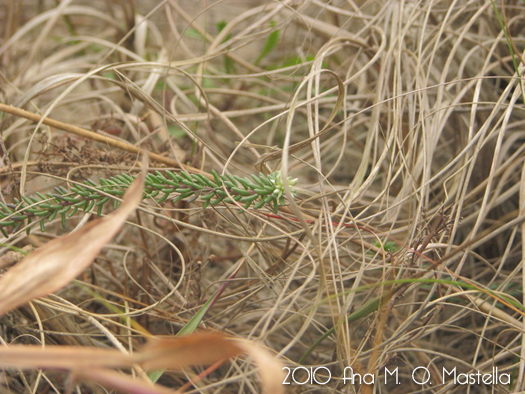 Polygala cyparissias