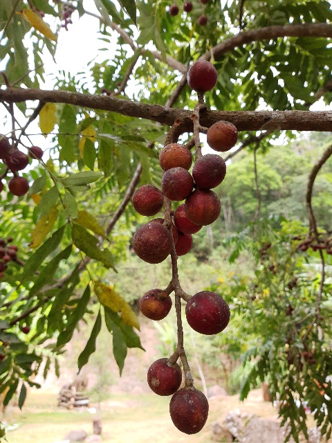 Cabralea canjerana