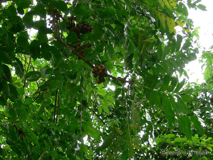 Cabralea canjerana