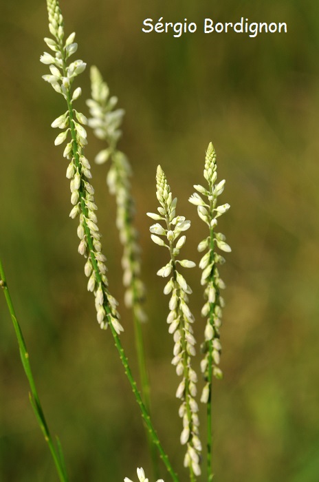 Polygala leptocaulis