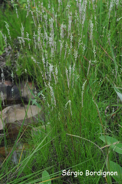 Polygala leptocaulis