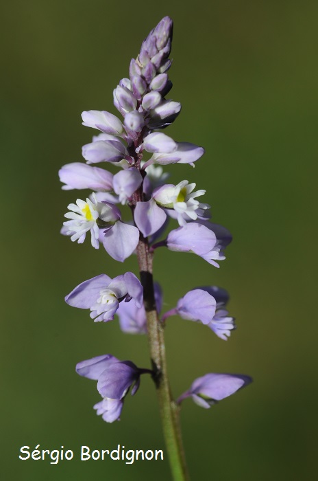 Polygala linoides