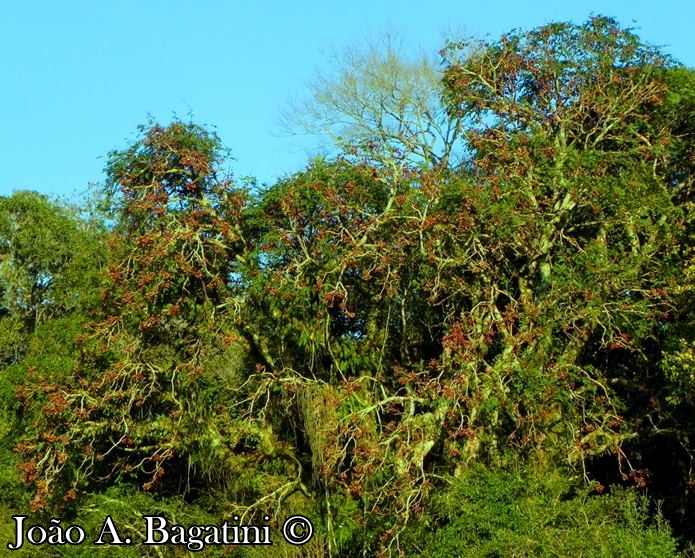 Cabralea canjerana