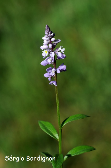 Polygala linoides