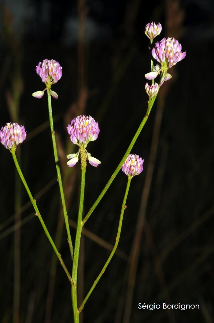 Polygala longicaulis