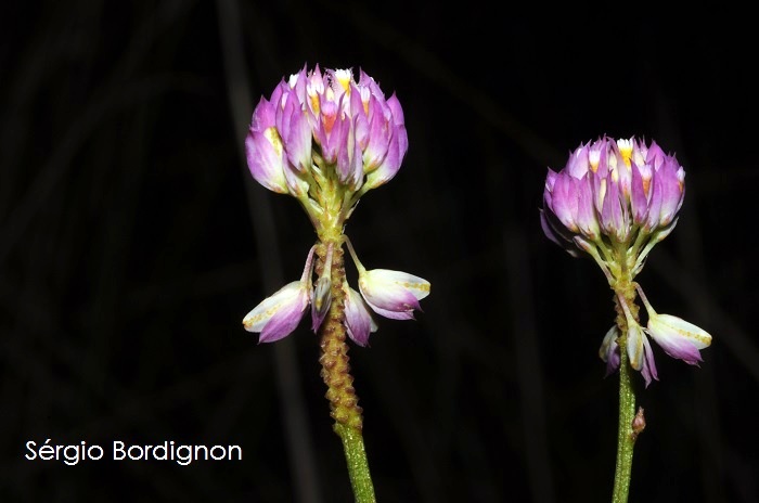 Polygala longicaulis