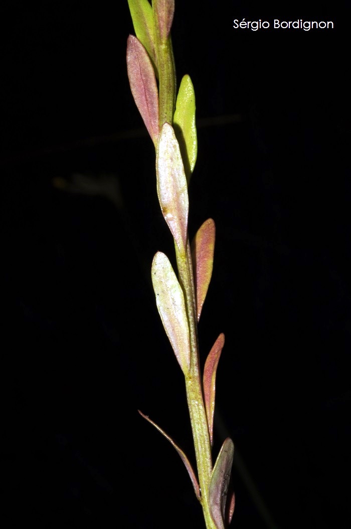 Polygala longicaulis