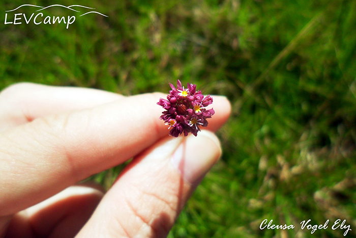 Polygala longicaulis