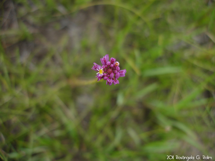 Polygala longicaulis