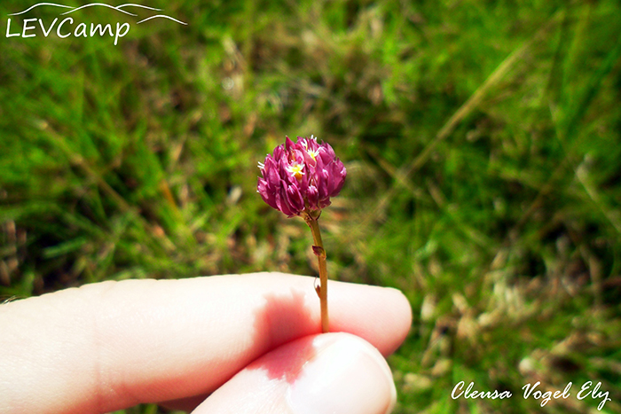 Polygala longicaulis