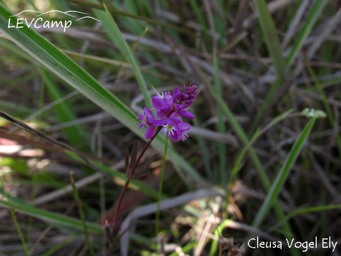 Polygala molluginifolia