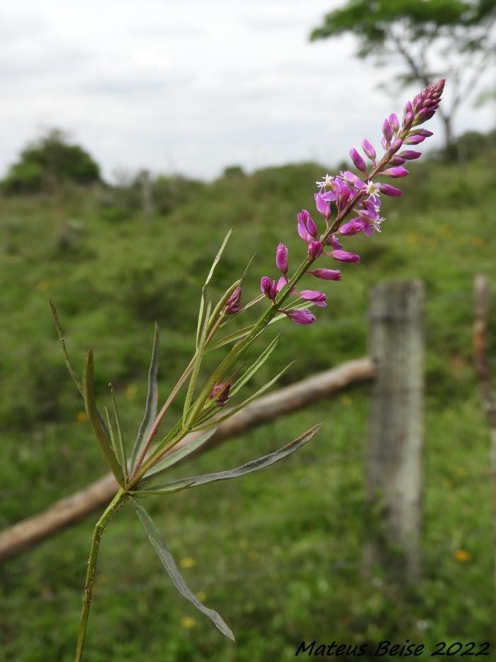 Polygala molluginifolia