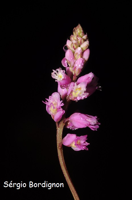 Polygala molluginifolia