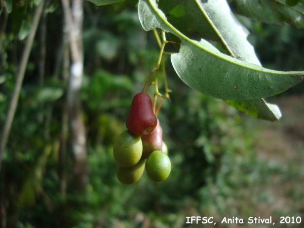 Ouratea parviflora