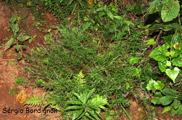 Polygala paniculata