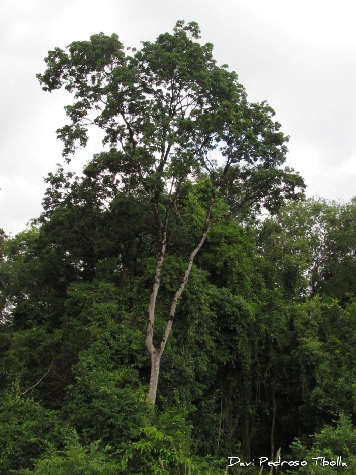 Myrocarpus frondosus