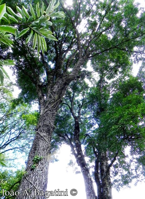 Myrocarpus frondosus