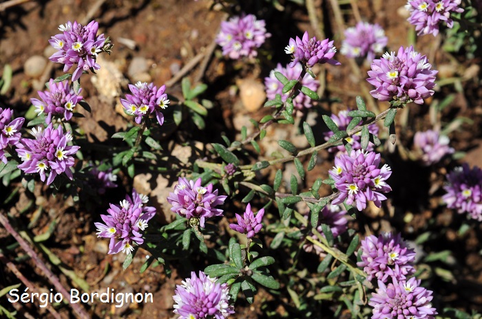 Polygala sabulosa