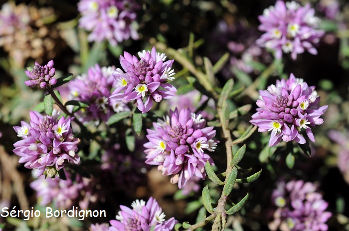 Polygala sabulosa