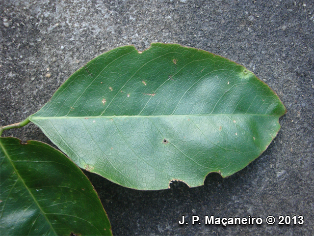 Myrocarpus frondosus