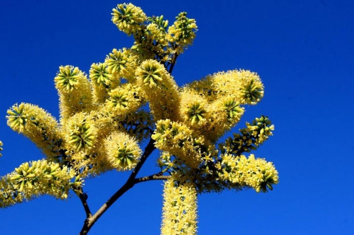 Myrocarpus frondosus