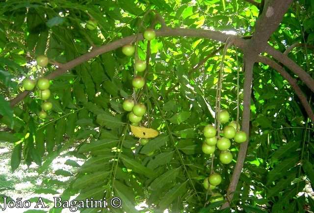 Cabralea canjerana