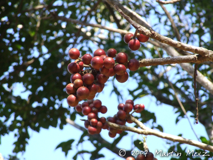 Cabralea canjerana