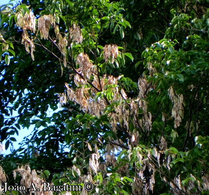 Myrocarpus frondosus