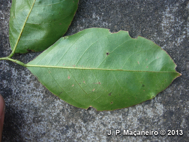 Myrocarpus frondosus