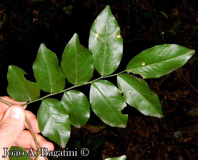 Myrocarpus frondosus