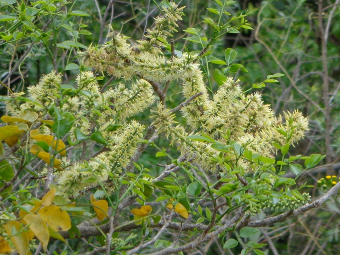 Myrocarpus frondosus