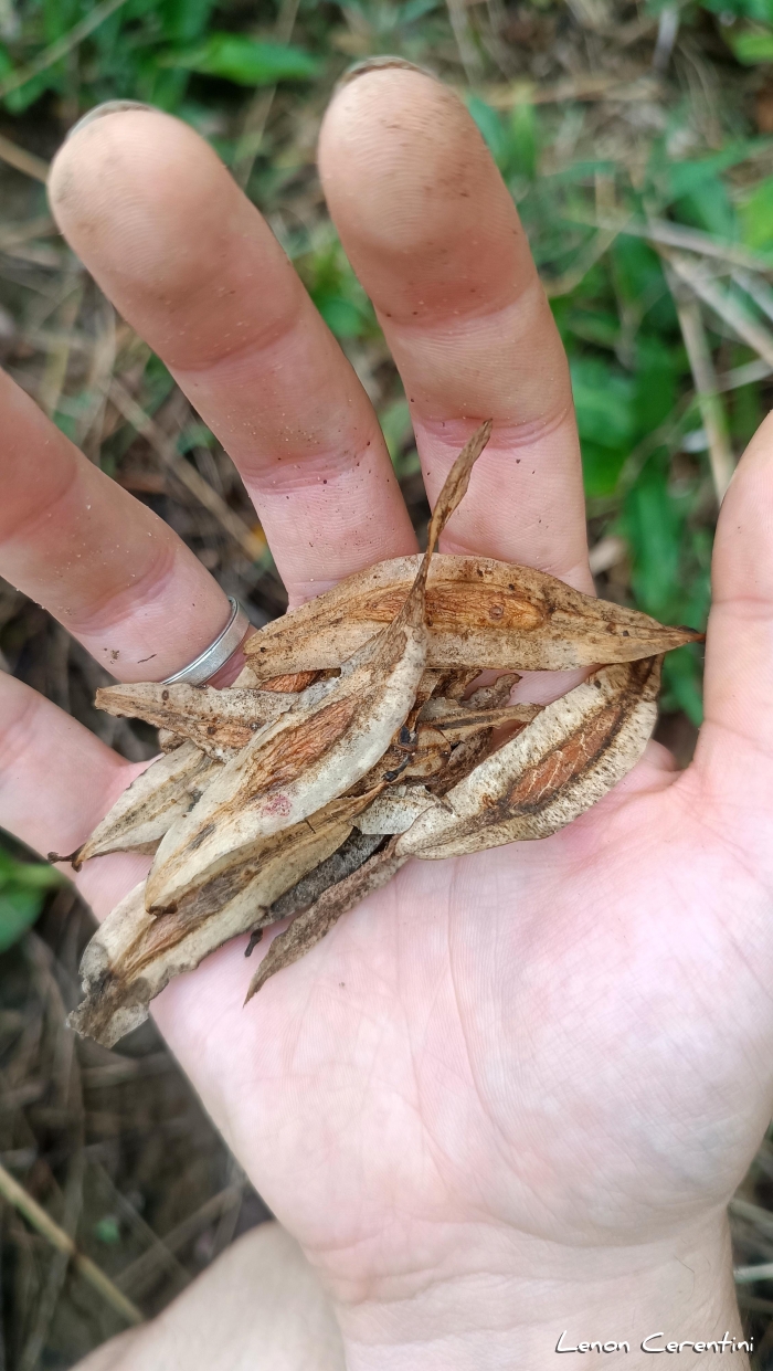 Myrocarpus frondosus
