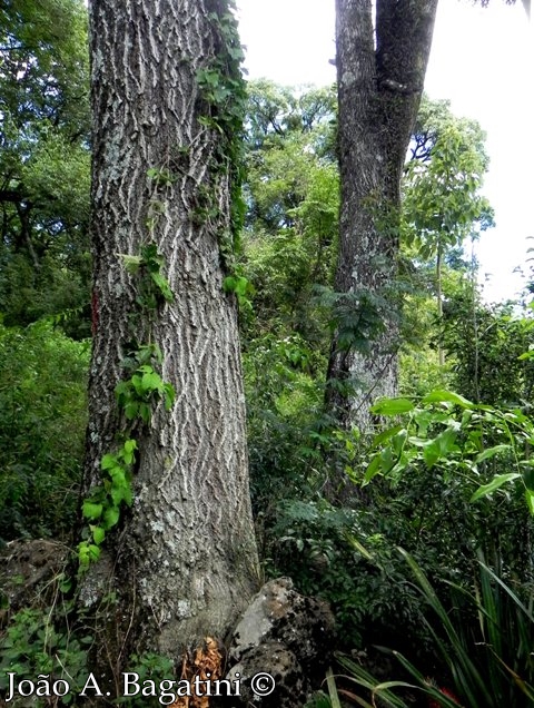 Myrocarpus frondosus