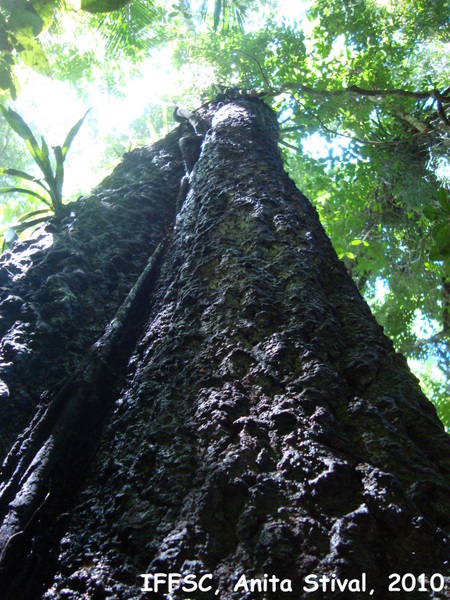 Myrocarpus frondosus