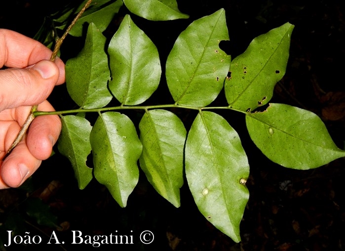 Myrocarpus frondosus