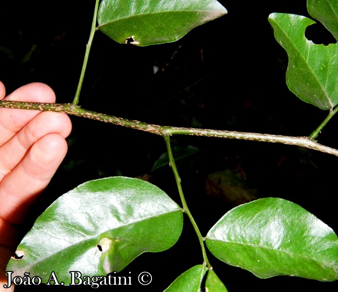 Myrocarpus frondosus