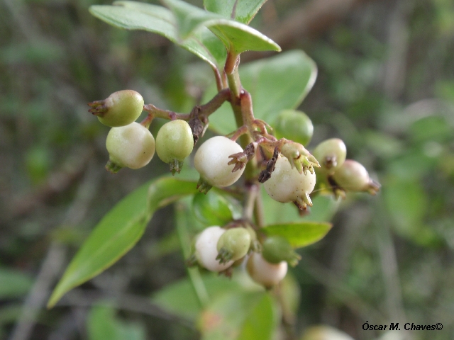 Chiococca alba