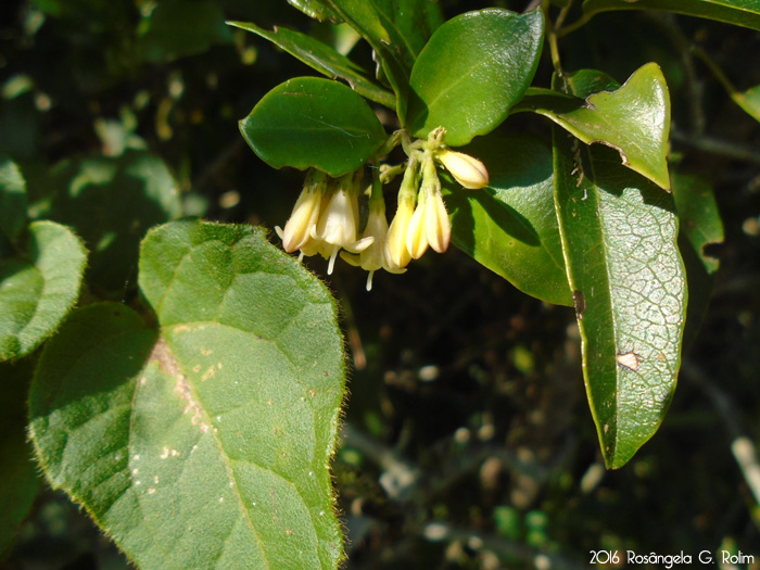 Chiococca alba