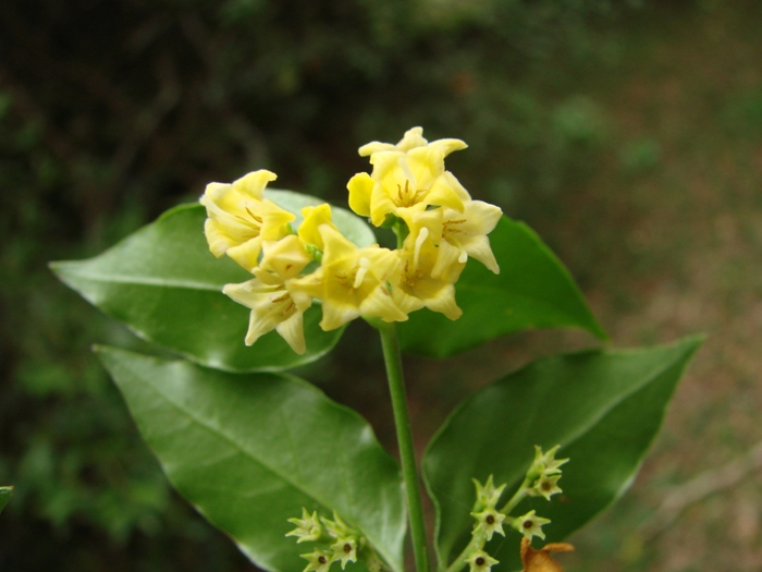 Chiococca alba